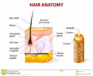 Hair Anatomy