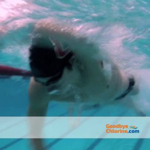Swimmers Soap Six Bars Remove Chlorine by Goodbye Chlorine